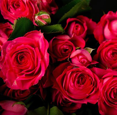 Кустовые розы Белла Линда