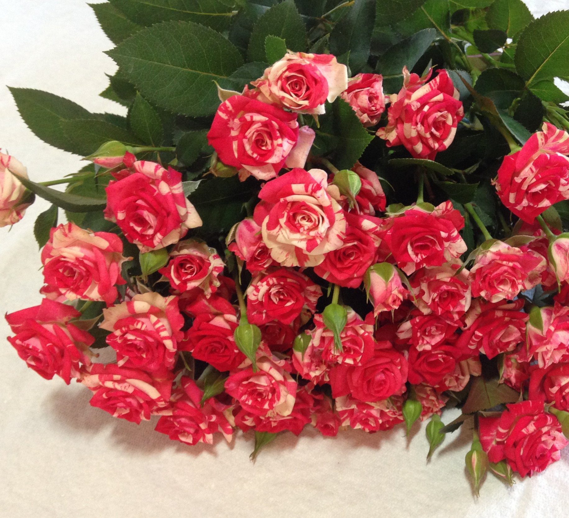 Розы кустовые «фаерворк»